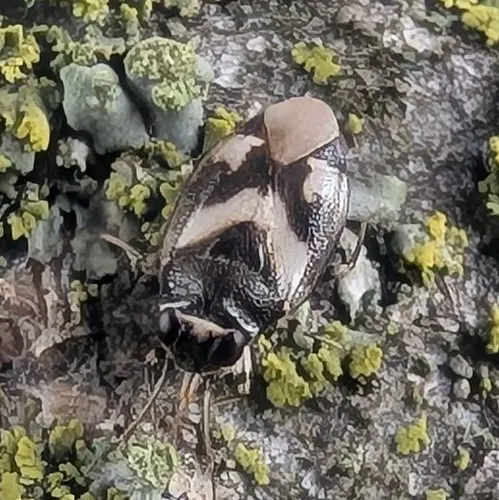 Corticoris signatus