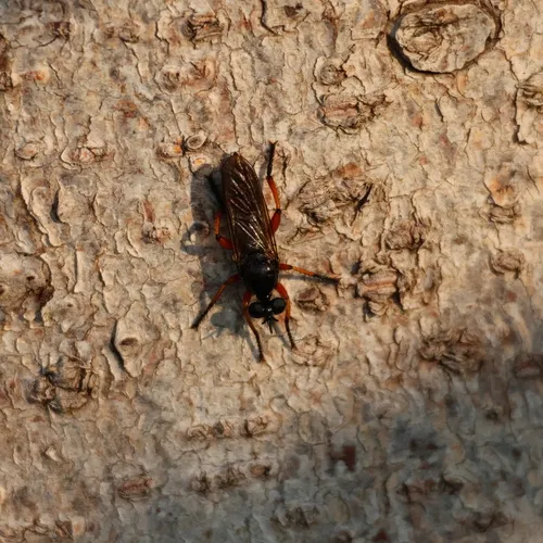 Red-legged Laphria