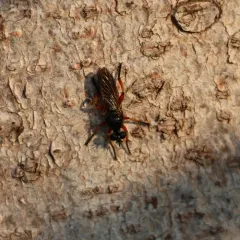 Red-legged Laphria thumbnail 1