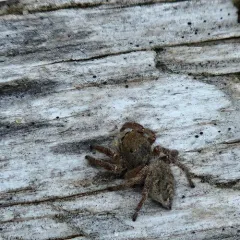 Boreal Paradise Spider thumbnail 4