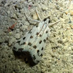 Spotted Peppergrass Moth thumbnail 4