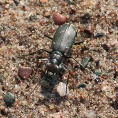Hairy-necked Tiger Beetle thumbnail 2
