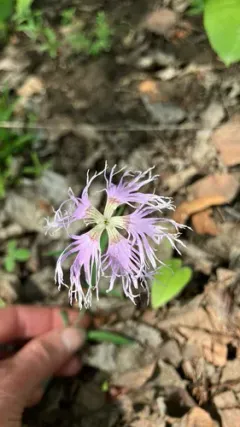 Fringed Pink thumbnail 3