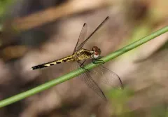 Little Blue Dragonlet thumbnail 3