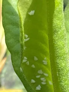 Greenhouse Whitefly thumbnail 2