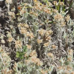 western marsh cudweed thumbnail 3
