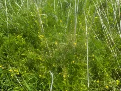 hispid yellowcress thumbnail 1