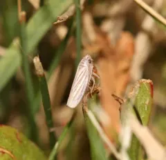 Plesiommata tripunctata thumbnail 4