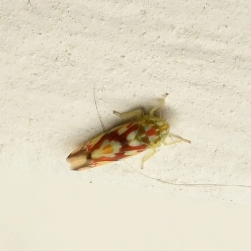 Erythroneura fiduciaria