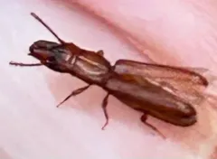 Prostomis americanus thumbnail 3