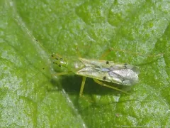 Macrolophus tenuicornis thumbnail 2