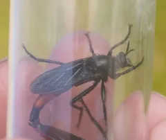 Ospriocerus aeacus thumbnail 3