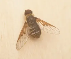 Hemipenthes inops thumbnail 3