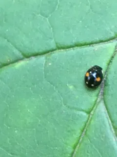 Esteemed Sigil Lady Beetle thumbnail 3