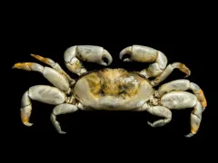 Gaper Pea Crab thumbnail 3