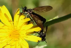 Eudioctria nitida thumbnail 3