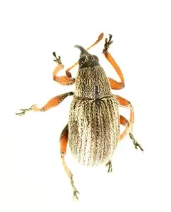 Scotch broom seed weevil thumbnail 4