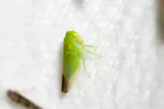 Populicerus gillettei thumbnail 2