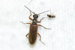 Stereopalpus vestitus thumbnail 2
