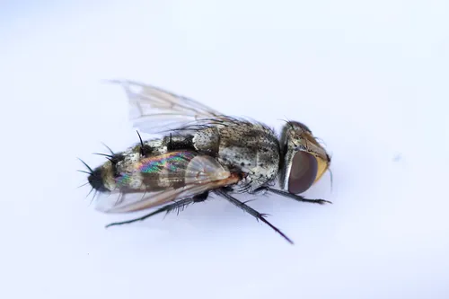 Phrosinella aurifacies