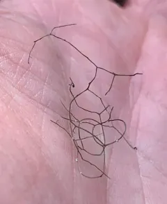 Pale-footed Horsehair Lichen thumbnail 3