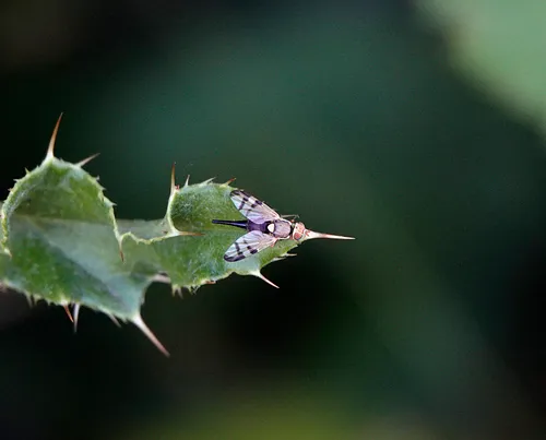 Bull Thistle Gall Fly