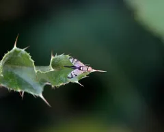 Bull Thistle Gall Fly thumbnail 1