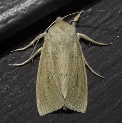 Large Wainscot Moth thumbnail 3