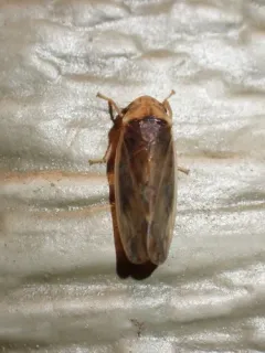 Ponana limbatipennis thumbnail 3