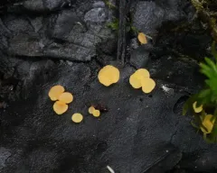 Hymenoscyphus epiphyllus thumbnail 4