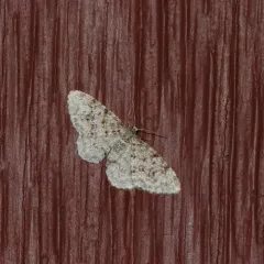 Unadorned Carpet Moth thumbnail 4