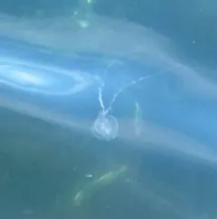Arctic comb jelly thumbnail 4
