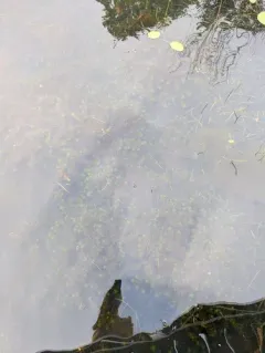 Water Violet thumbnail 4