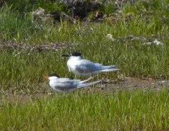 Sandwich Tern thumbnail 4