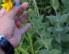 ashy sunflower thumbnail 1