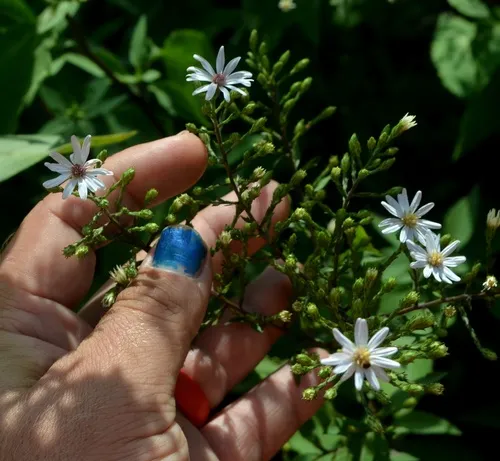 Drummond's aster
