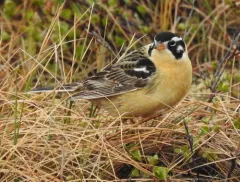 Smith's Longspur thumbnail 4
