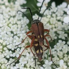 Thin-tailed Longhorned Beetle thumbnail 4
