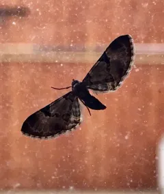 Eupithecia stellata thumbnail 4