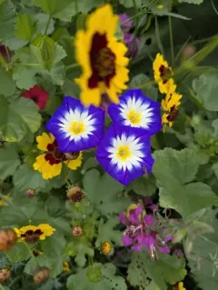 Dwarf Morning-glory thumbnail 4
