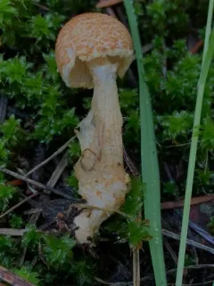 Penguin-spored Lepiota thumbnail 4