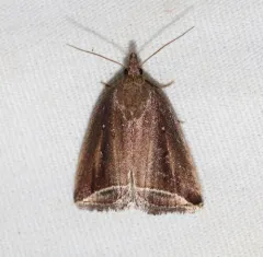 Curved Halter Moth thumbnail 4