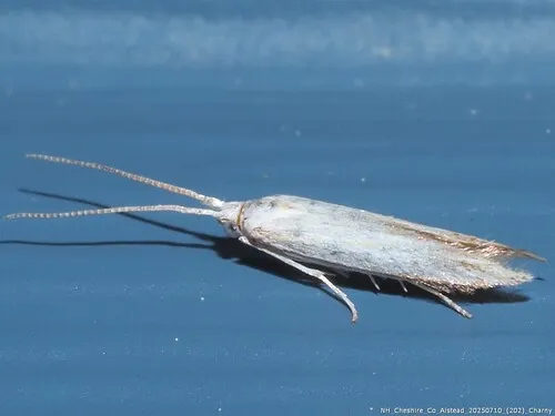 Coleophora sacramenta