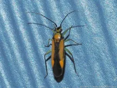 Orthotylus submarginatus thumbnail 4