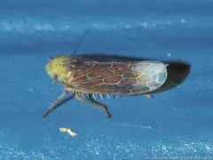 Polyamia apicata thumbnail 3
