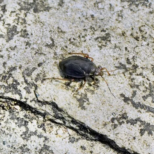 Salda provancheri