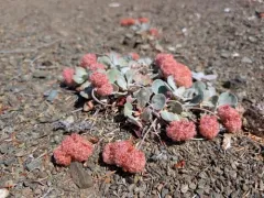 granite buckwheat thumbnail 3