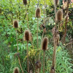 cutleaf teasel thumbnail 2