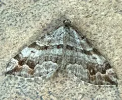 Manchester Treble-bar Moth thumbnail 4