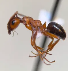 Wickerwork Mound Ant thumbnail 1